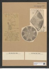 Aulacodiscus grunowii Cleve (de-Toni-Nr.: Genus 182, Species 4555) Zeichnungen Sammlung Grunow Nr. 8162 (NHMW-BOT-W0377528)